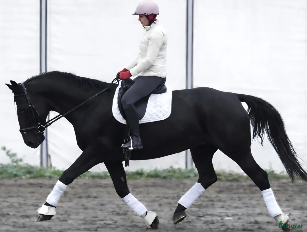 Allround hästar till salu: New Fantastic Silesian - perfect mover - Annons 1