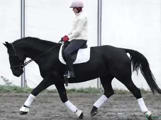 hästar New Fantastic Silesian - perfect mover - Annons 10