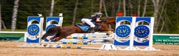 Galopp hästar till salu: Pony showjumping i Bräkne-Hoby - Annons 11