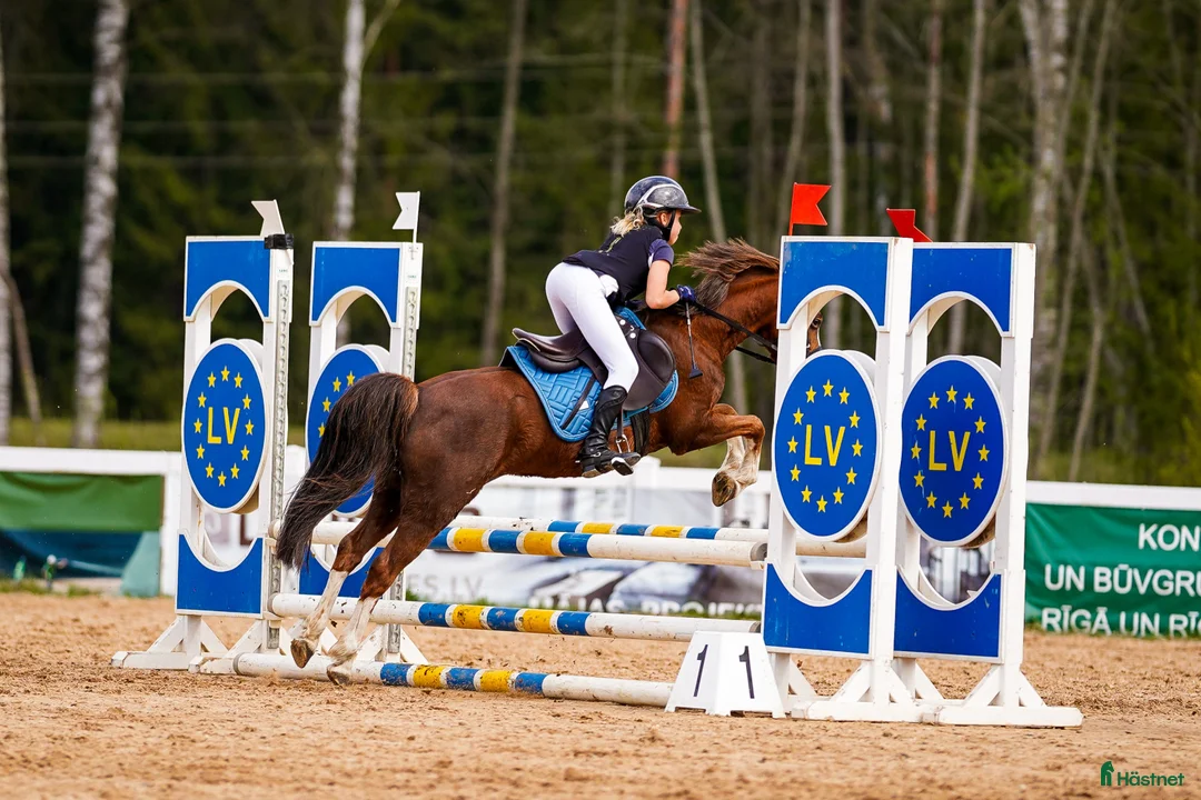 Galopp hästar till salu: Pony showjumping - Annons 11