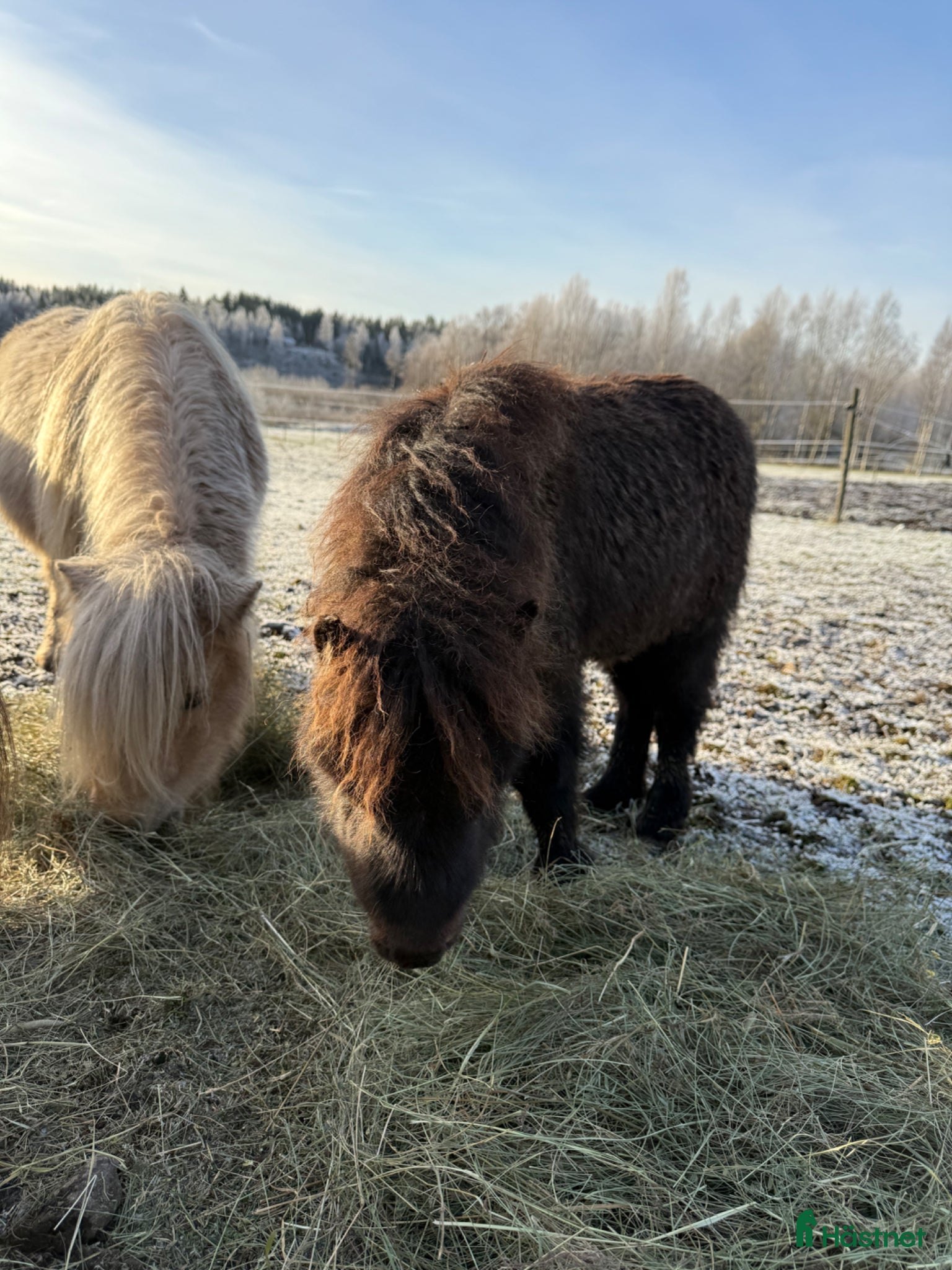  hästar Falabella  - Annons 1