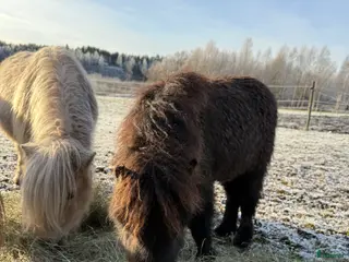 hästar Falabella - Annons 2