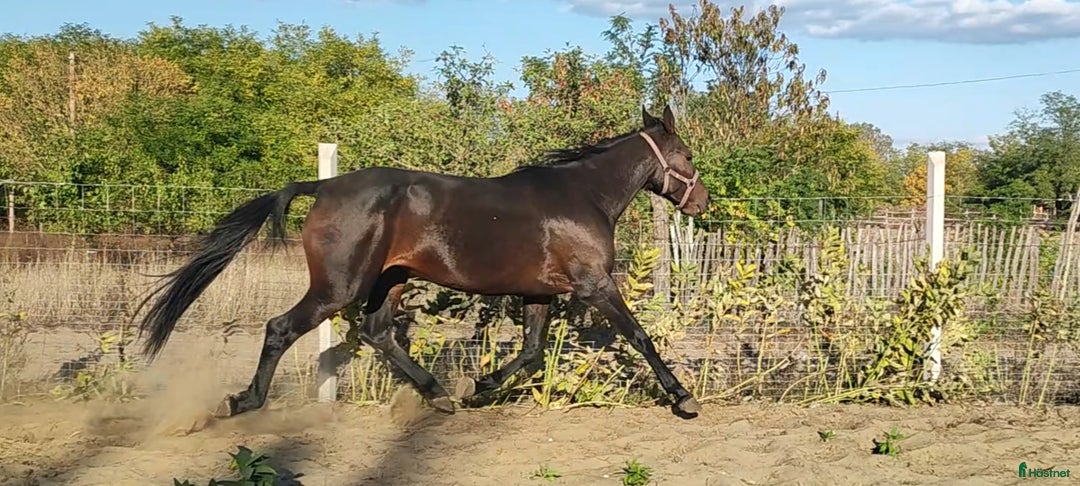 Trav hästar till salu: URGENTLY For sale against bid or leasing i Malmö - Annons 8