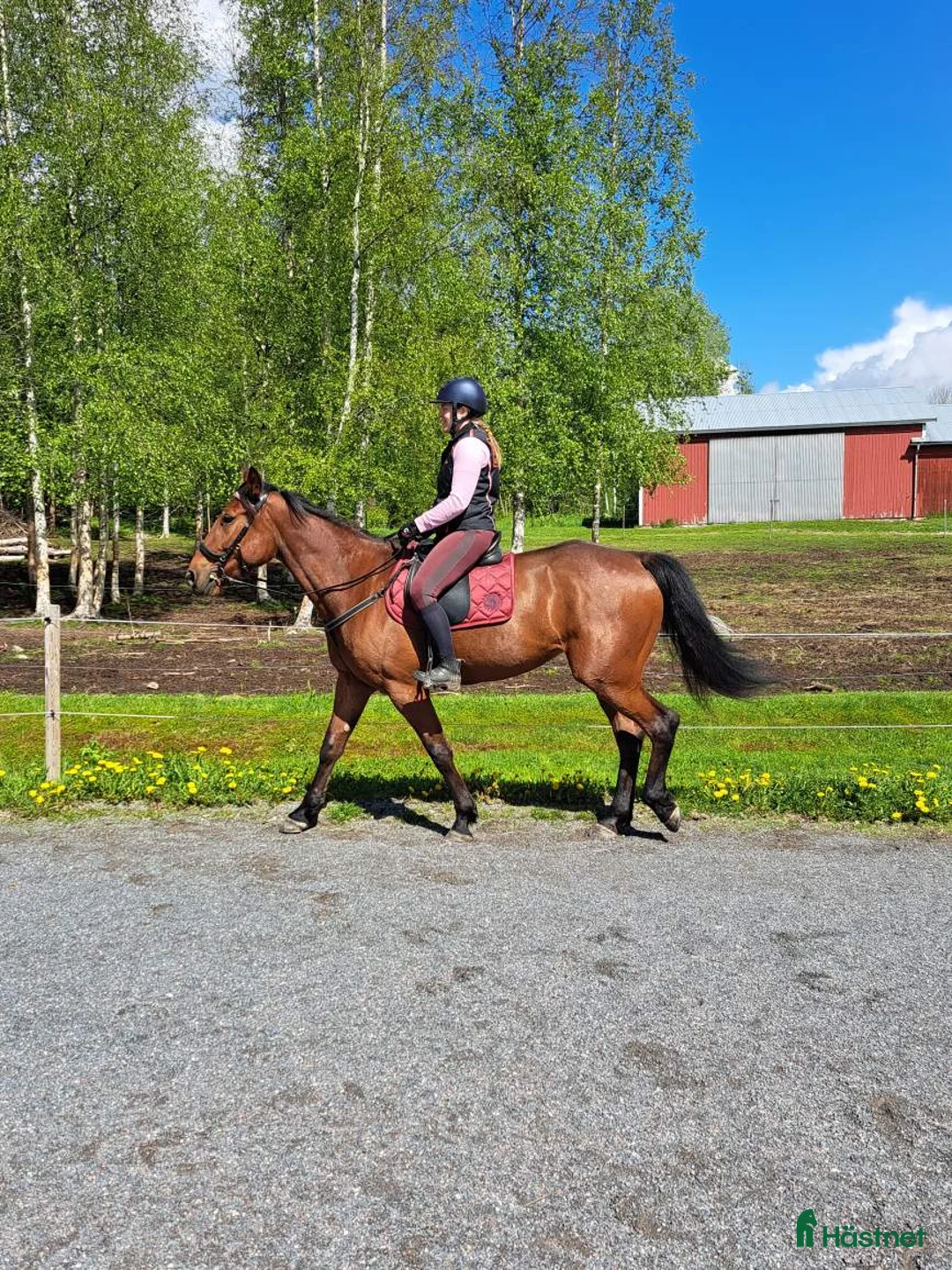 Allround hästar till salu: Sto, varmblodstravare i Bjästa - Annons 12