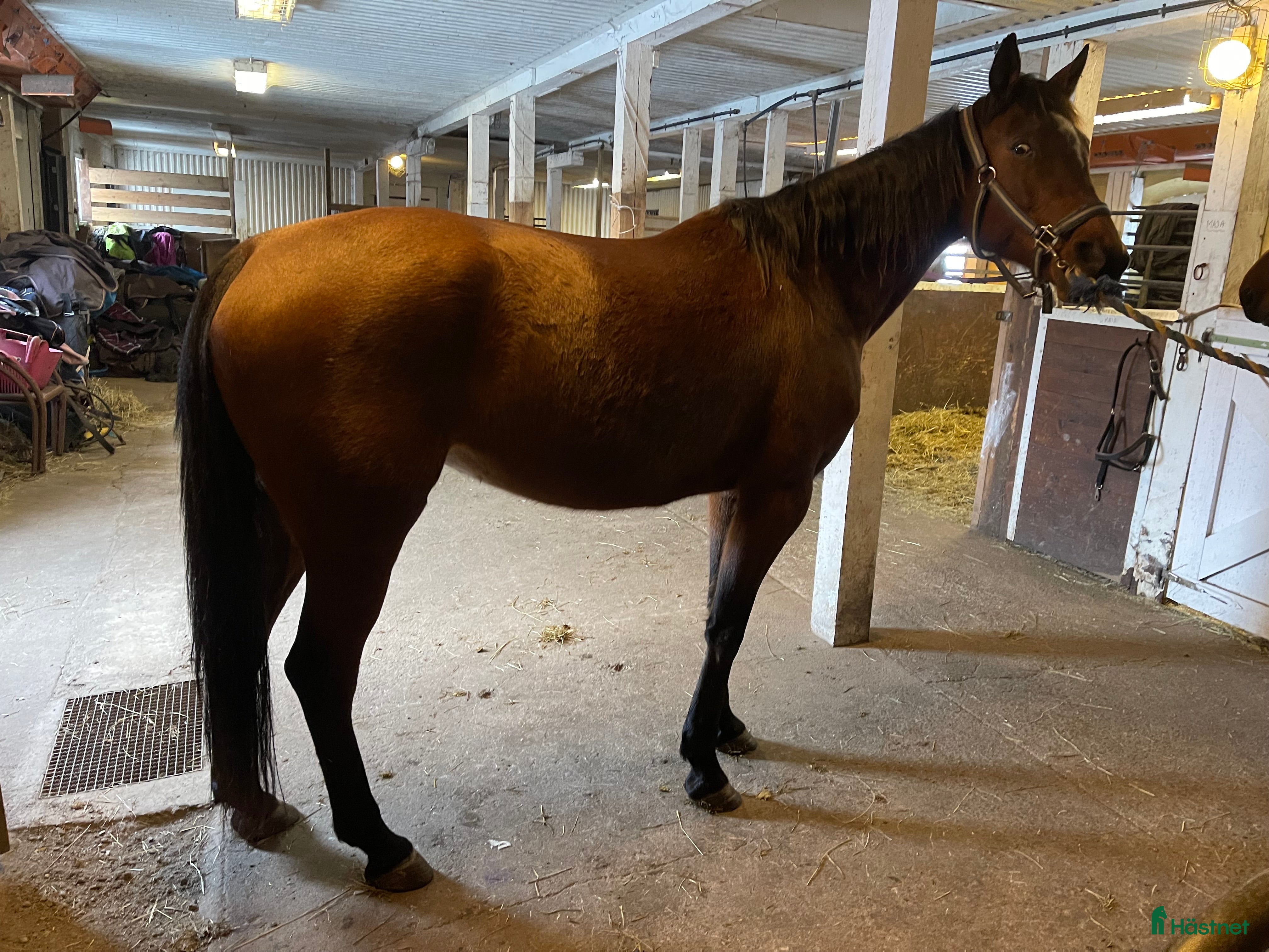  hästar Fint avelssto. E. Maharajah  - Annons 2