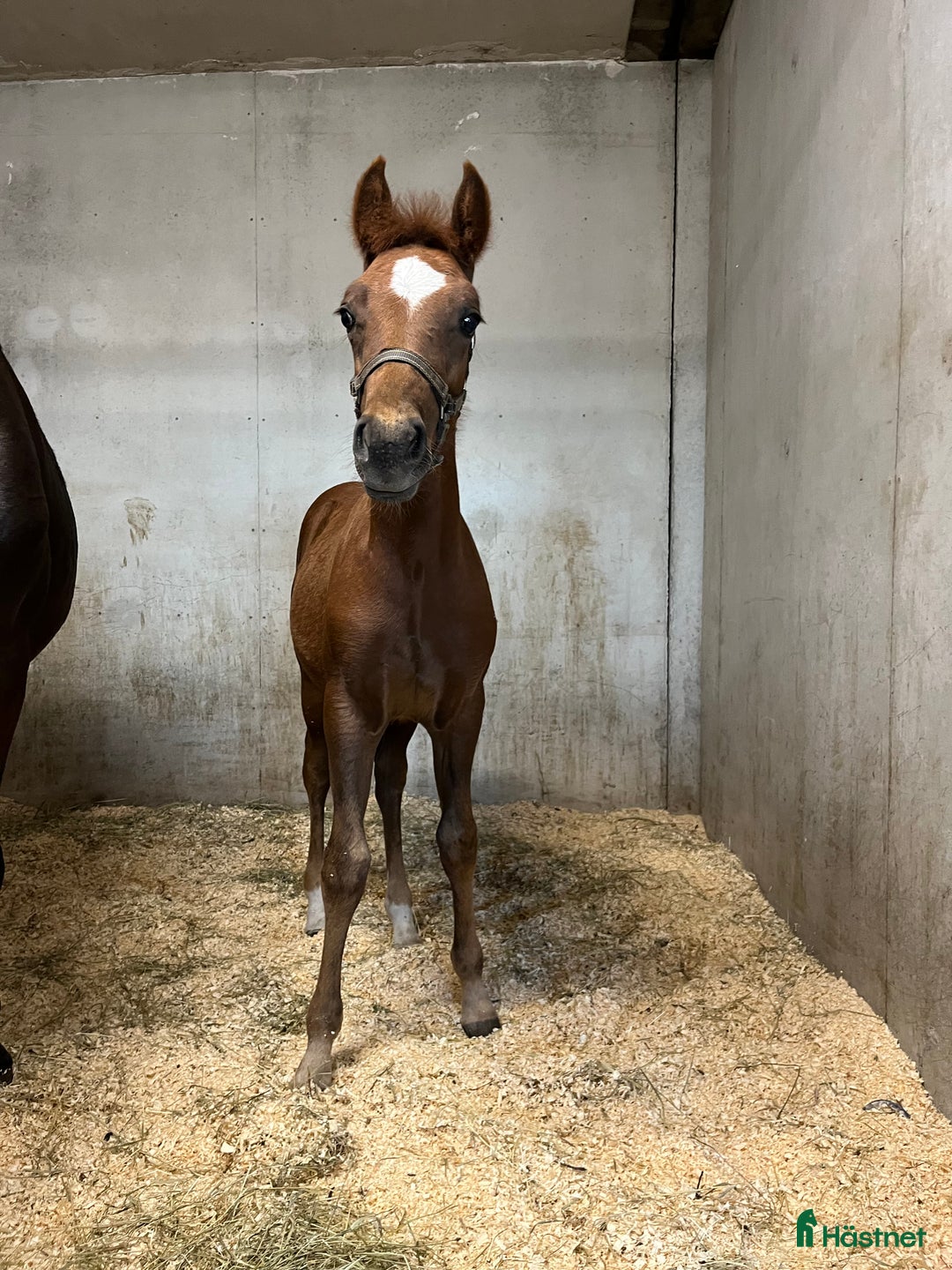 Allround hästar till salu: Kolla film! Hingstämne? i Hestra - Annons 2
