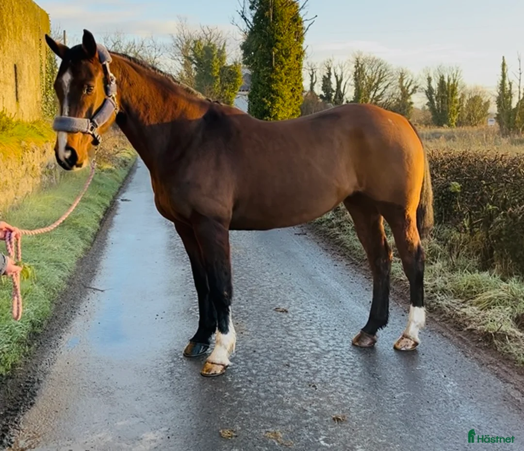 Allround hästar till salu: 6yo Allrounder mare 15,2hh i Ljungby - Annons 12