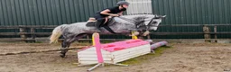 Allround hästar till salu: Gorgeous 158cm gelding  - Annons 12