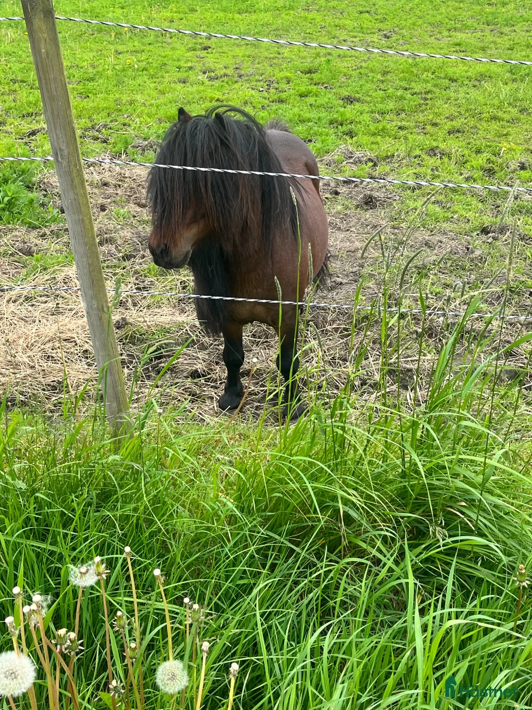Allround hästar till salu: Minihingst söker nya hagar  - Annons 2