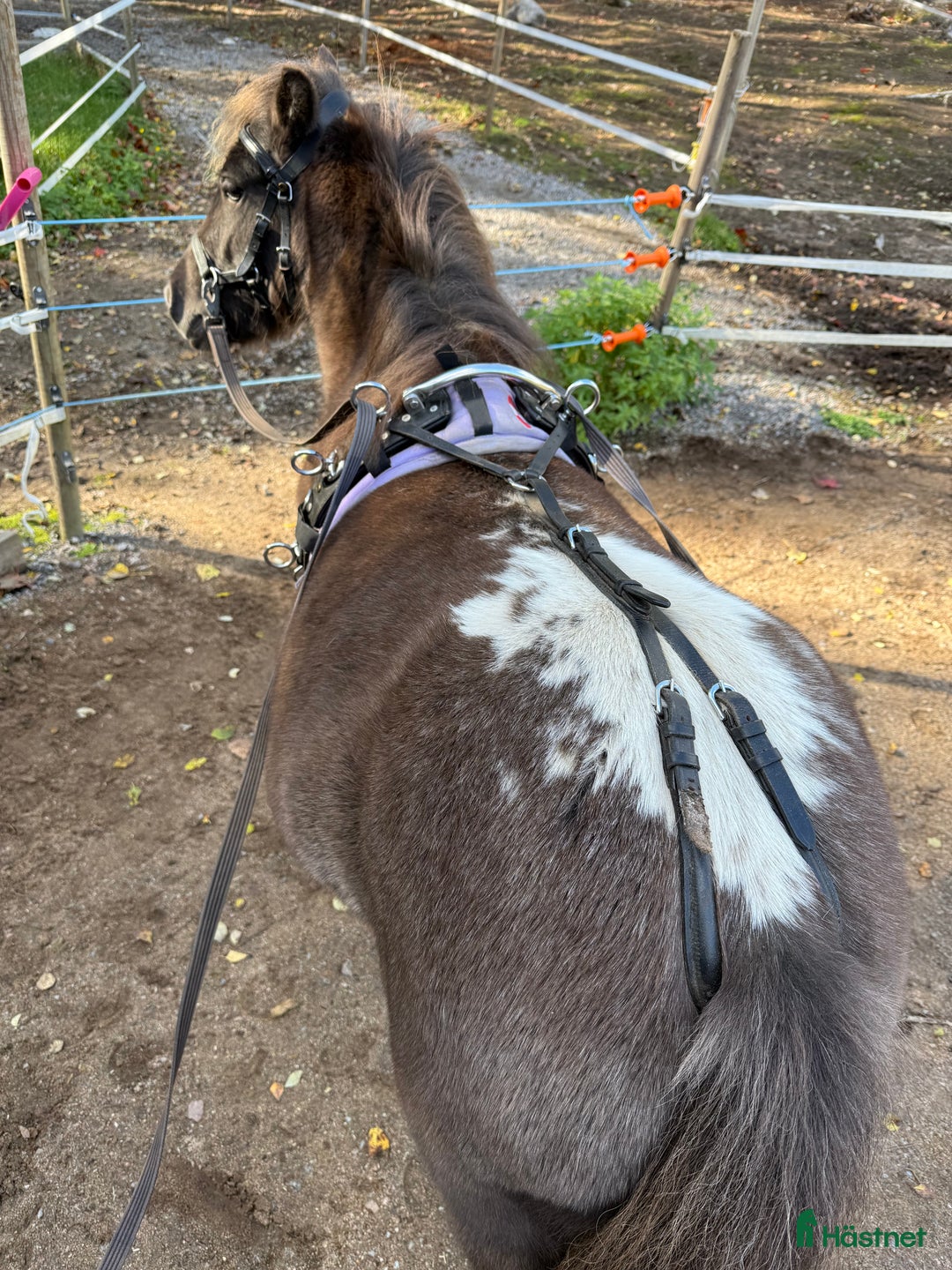 Allround hästar till salu: Unik ponny söker nytt hem  i Sjuntorp - Annons 5