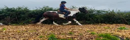 Allround hästar till salu: Coloured D pony - Annons 9