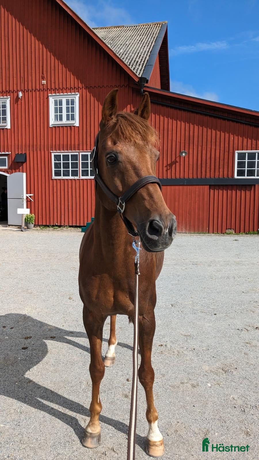  hästar Erfaren dressyrponny och läromästare  - Annons 2