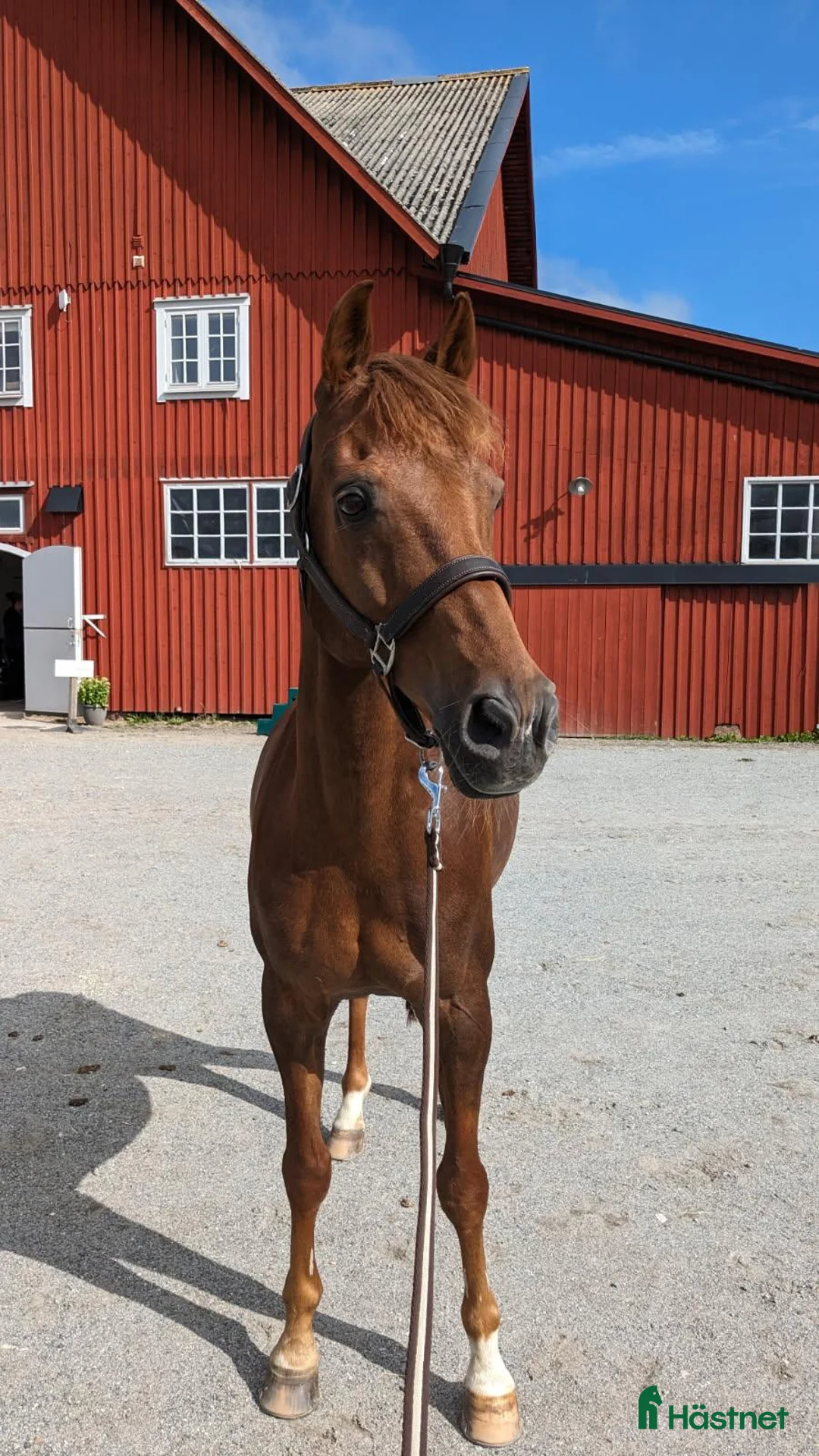 Dressyr hästar till salu: Erfaren dressyrponny och läromästare  i Uppsala - Annons 1