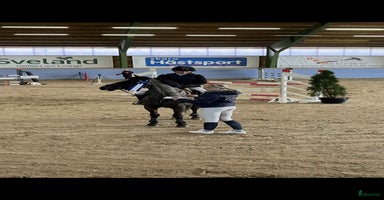  hästar i Ulricehamn - Annons 12