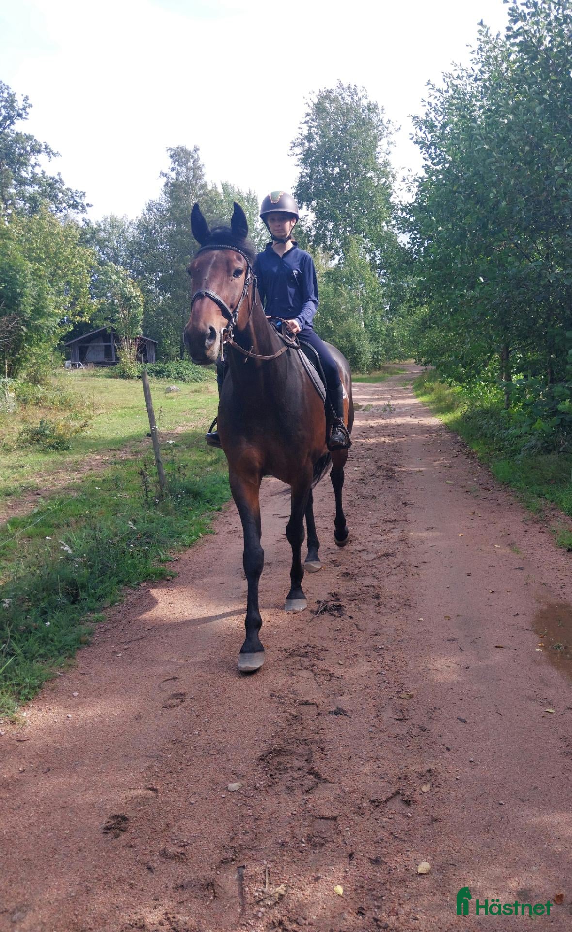  hästar Snäll skogsmulle  - Annons 18