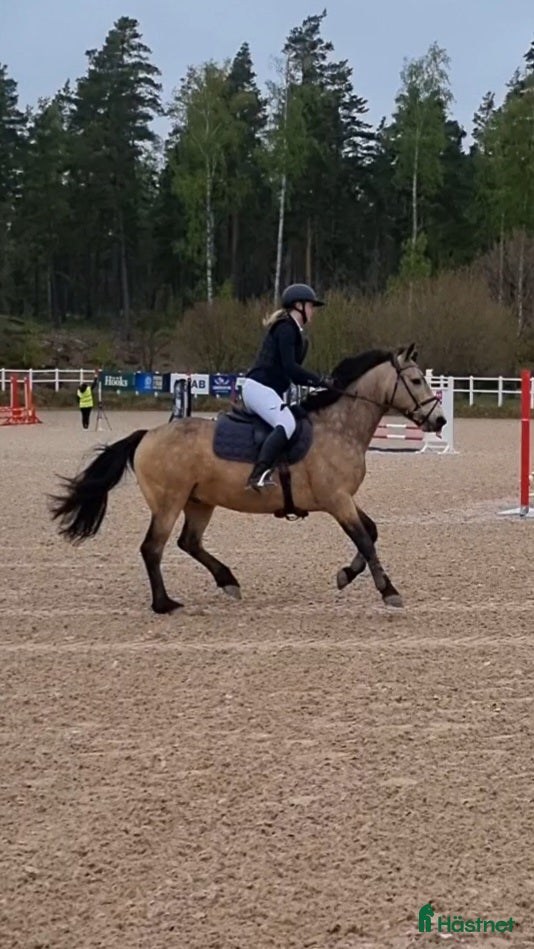  hästar Maxad D-ponny  i Degerfors - Annons 13