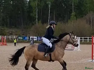 hästar Maxad D-ponny i Degerfors - Annons 13