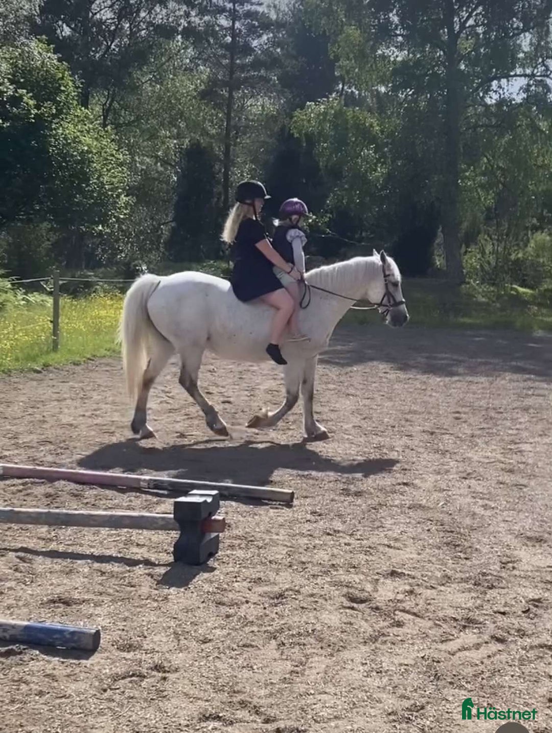 Allround hästar till salu: Allround Connemara ponny i Järna - Annons 5