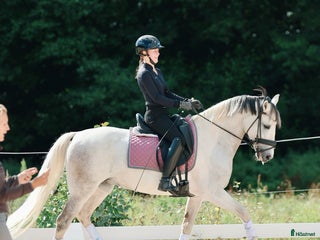 hästar Läromästare och bästa vän! i Linköping - Annons 8