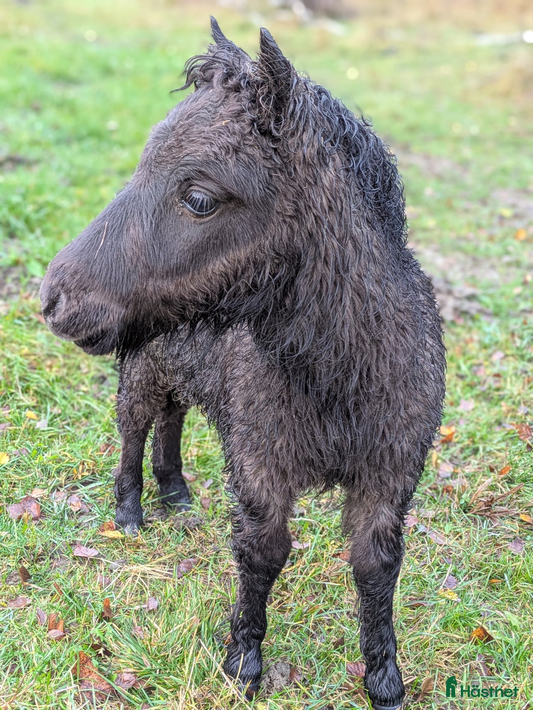 Allround hästar till salu: Ridet och kört sto+unghingstar  i Katrineholm - Annons 8