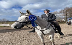 Allround hästar till salu: Fantastisk juniorhäst/läromästare! i Laholm - Annons 1