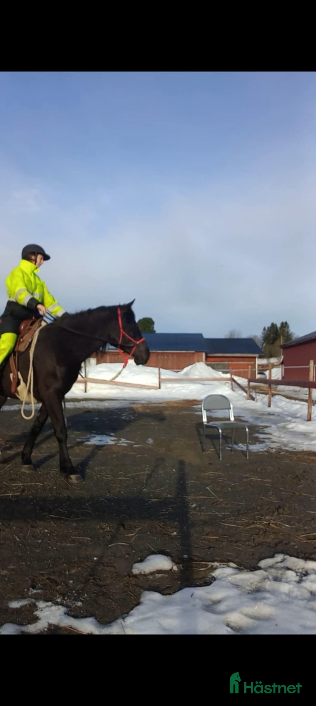 Allround hästar till salu: Snyggt sto söker bästa kompis i Falun - Annons 4