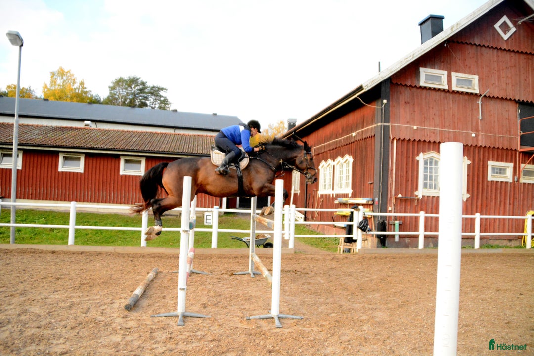 Allround hästar sökes: Bästa vän sökes! i Lotorp - Annons 4