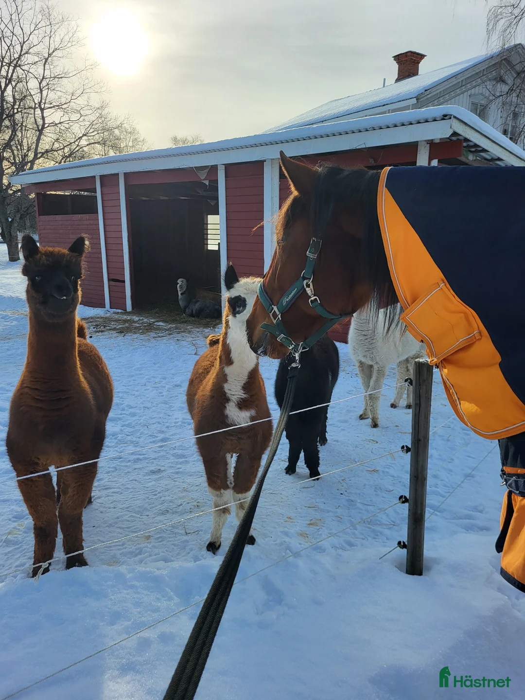 Allround hästar till salu: Sto, varmblodstravare i Bjästa - Annons 5