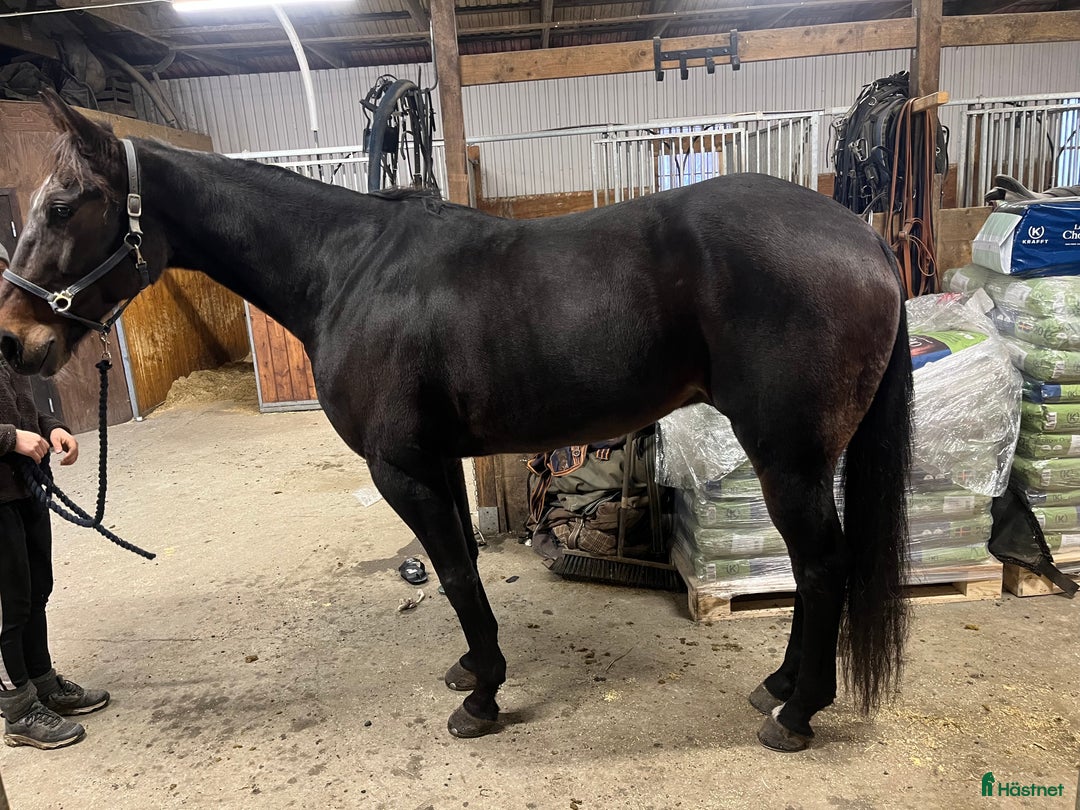 Trav hästar till salu: Snäll trevlig valack  i Vårgårda - Annons 2
