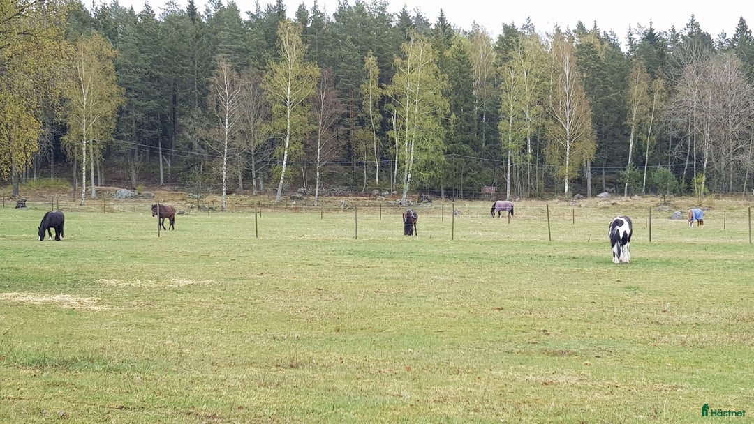  stallplats finnes: Lediga platser på Ytterstene Gård i Vagnhärad i Vagnhärad - Annons 7