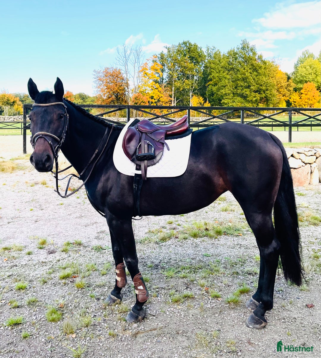 Allround hästar till salu: FYND! Trevlig allroundhäst! i Broby - Annons 3