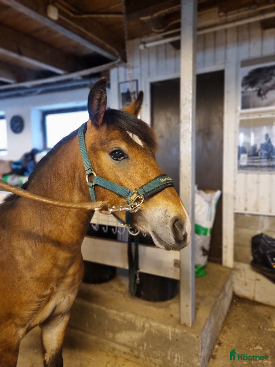 Allround hästar till salu: Framtids ponny för sporten  i Hörby - Annons 8