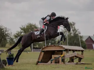 hästar Drömhäst i Skara - Annons 10