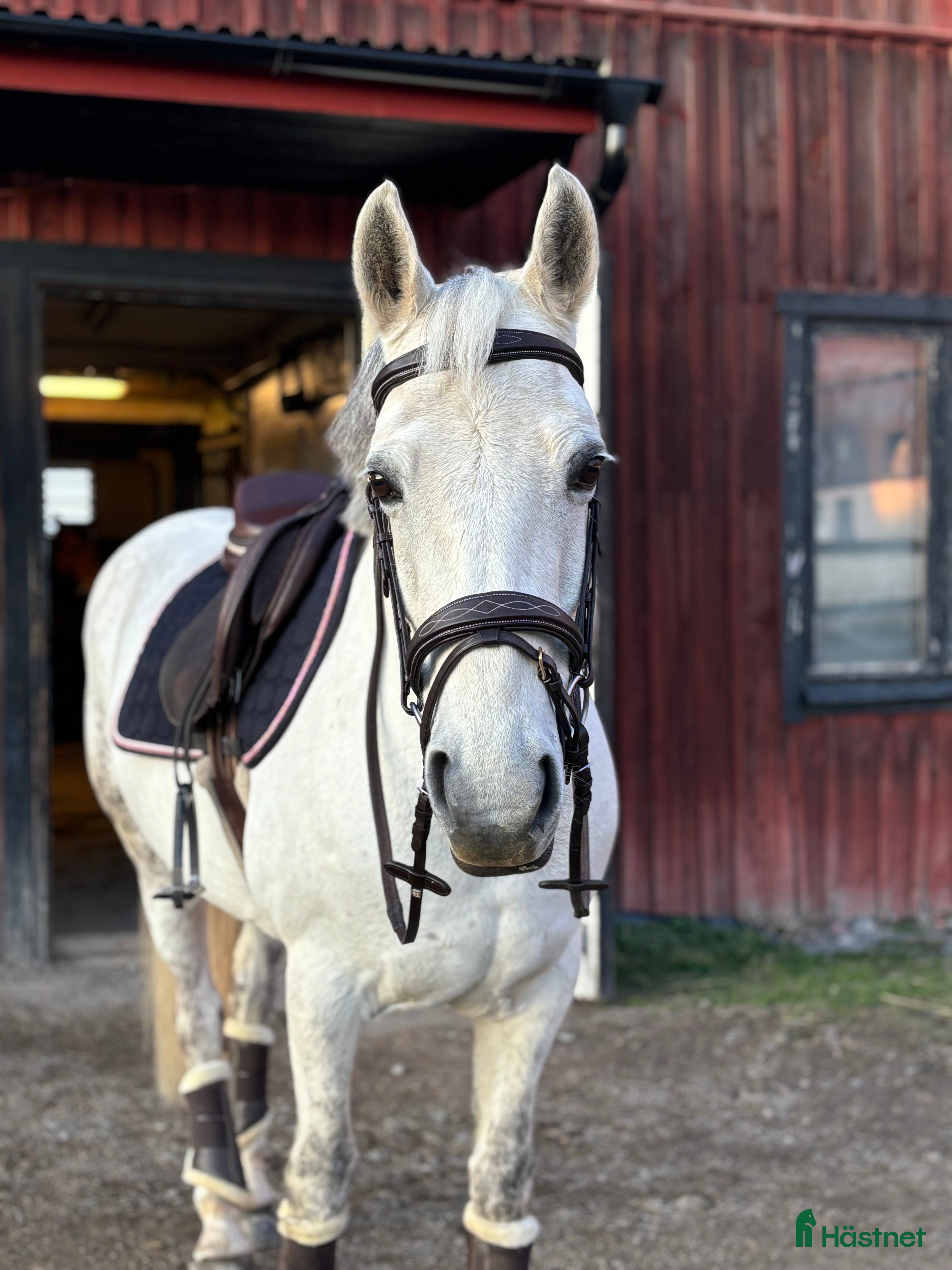  hästar Trevlig allround D-ponny i Köping - Annons 1