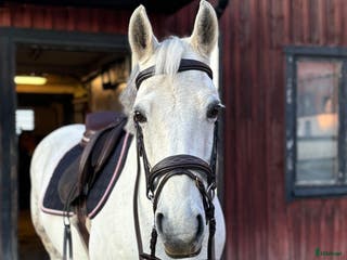 hästar Trevlig allround D-ponny i Köping - Annons 5