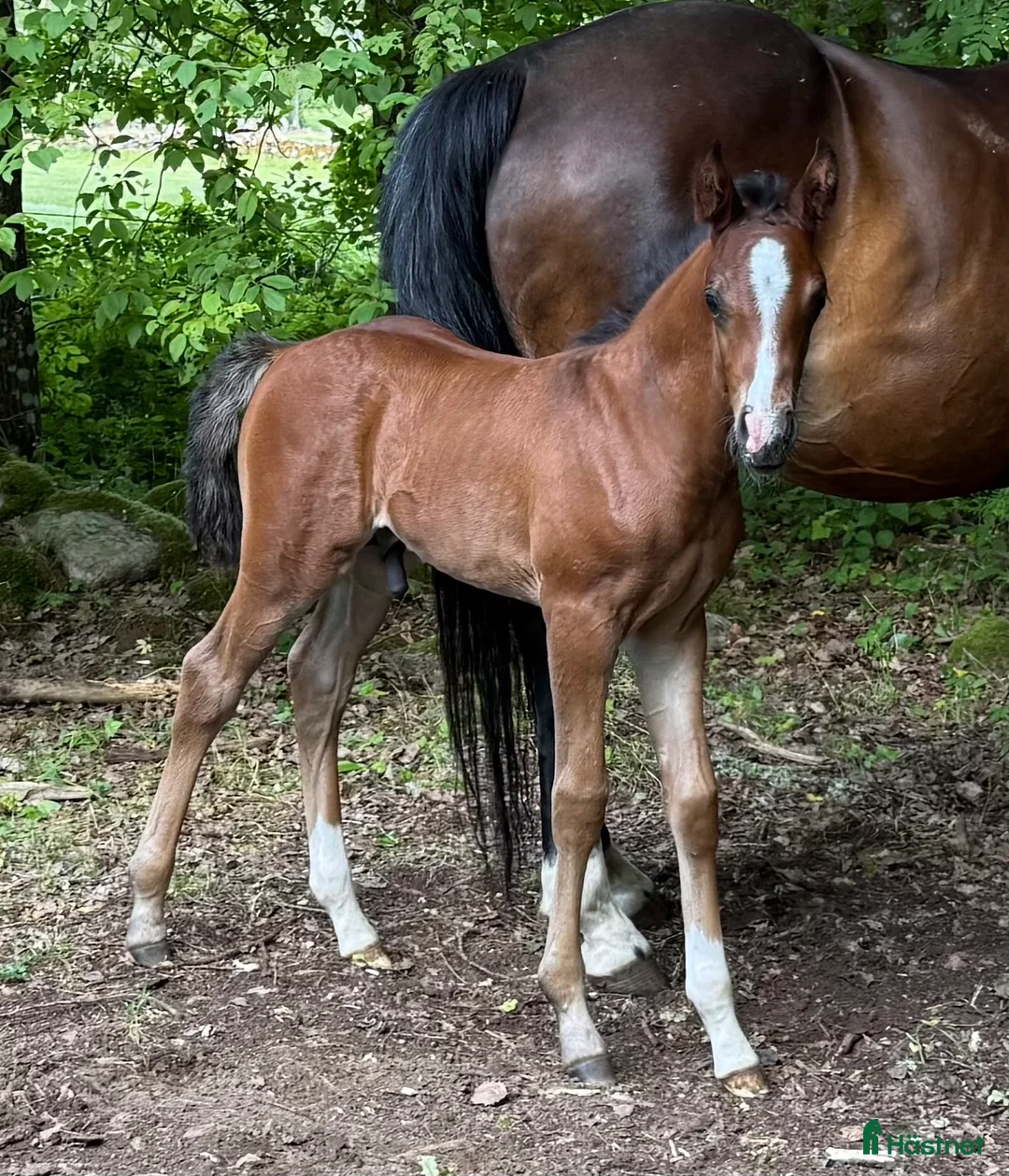 Allround hästar till salu: Superfin, till tävling och hobby! - Annons 17