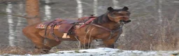 Western hästar till salu: Exagerating Bam - Annons 5