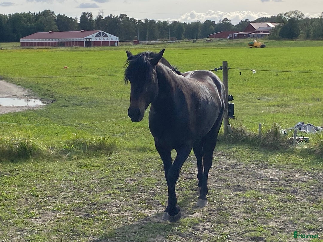  medryttarhäst finnes: Medryttarhästar och ponnyer finns i Rosersberg - Annons 6