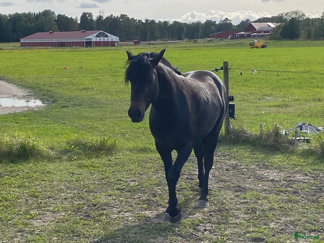  medryttarhäst finnes: Medryttarhästar och ponnyer finns i Rosersberg - Annons 6