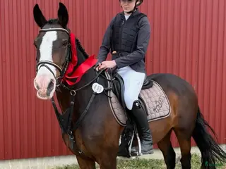 Schabrak & Vojlockar hästutrustning Fint equiline schabrak🌸 - Annons 15