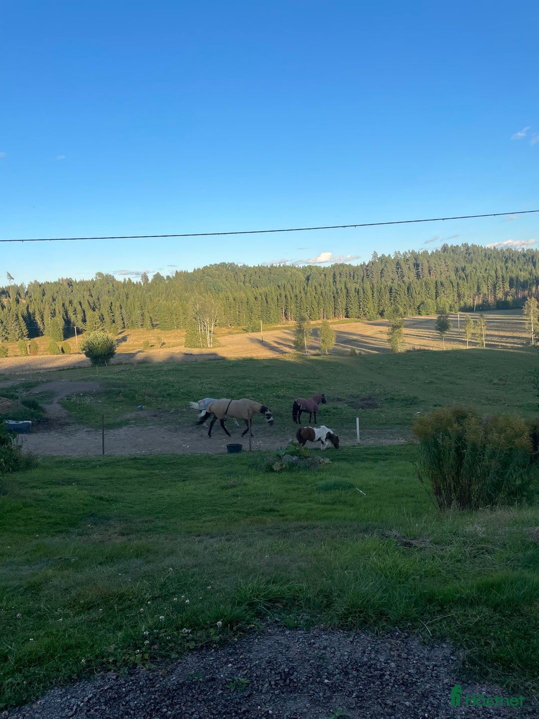 Hoppning hästar till salu: Perfekt allround ponny i Årjäng - Annons 7