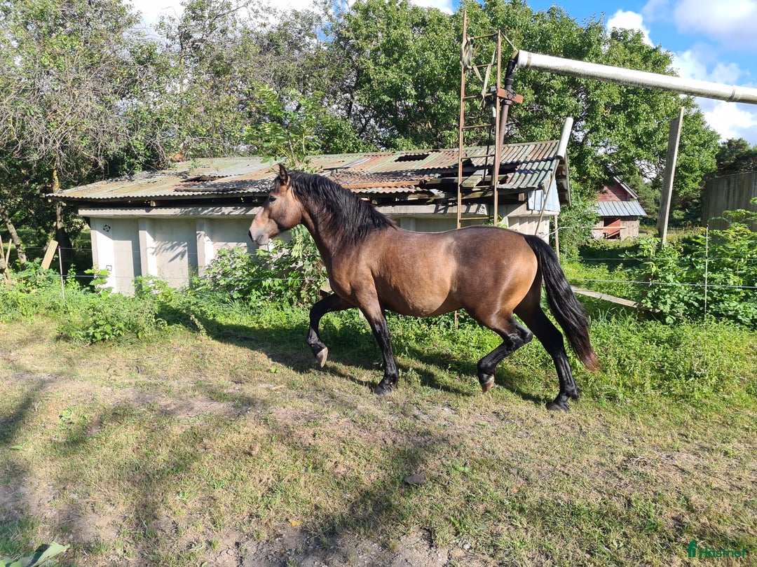 Working Equitation hästar till salu: PRE korsning Framtida bästa vännen. i Havdhem - Annons 1