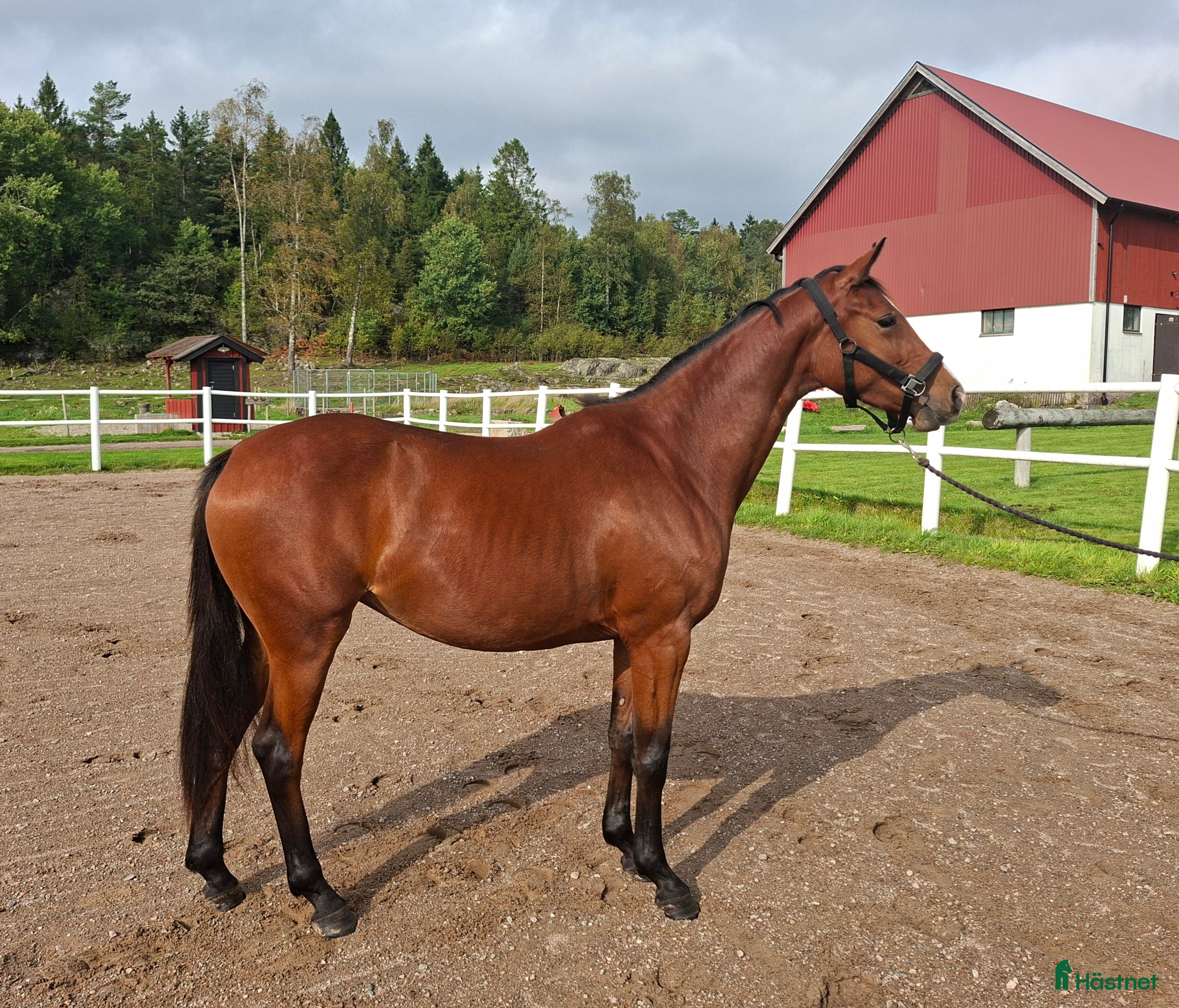 Hoppning hästar till salu: Elegant treårssto e: Crusader Ice i Uddevalla - Annons 1