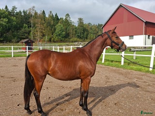 hästar Elegant treårssto e: Crusader Ice i Uddevalla - Annons 6