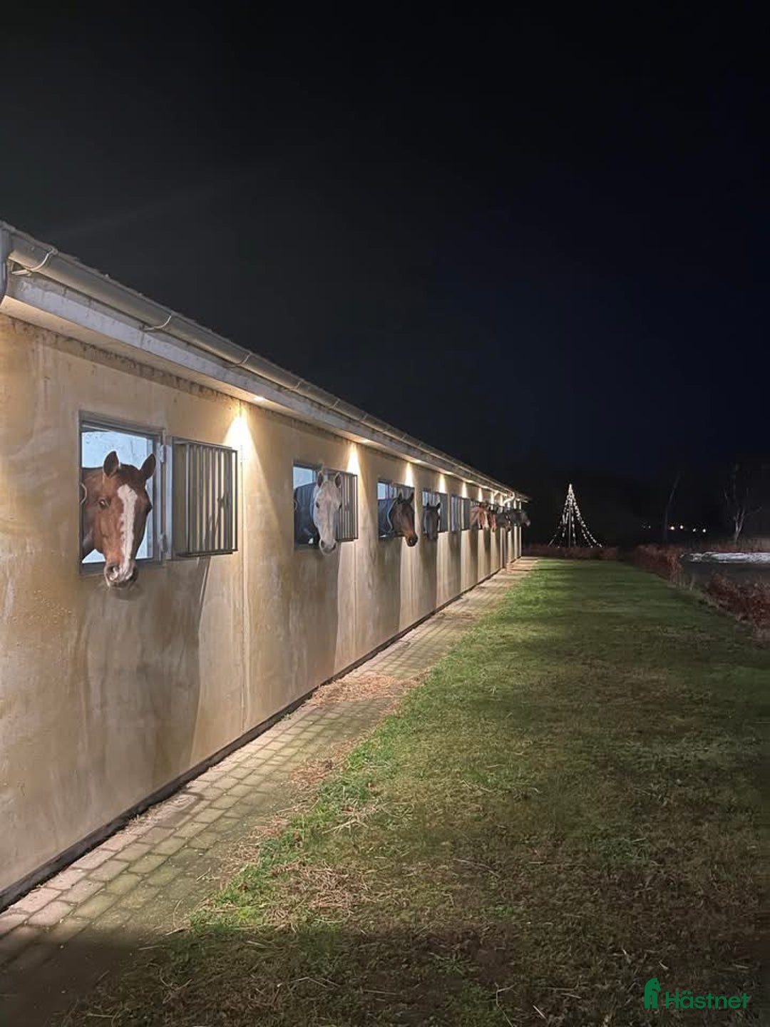  hästjobb finnes: Hoppryttare sökes till hopp/försäljningsstall! i Sulsted - Annons 4