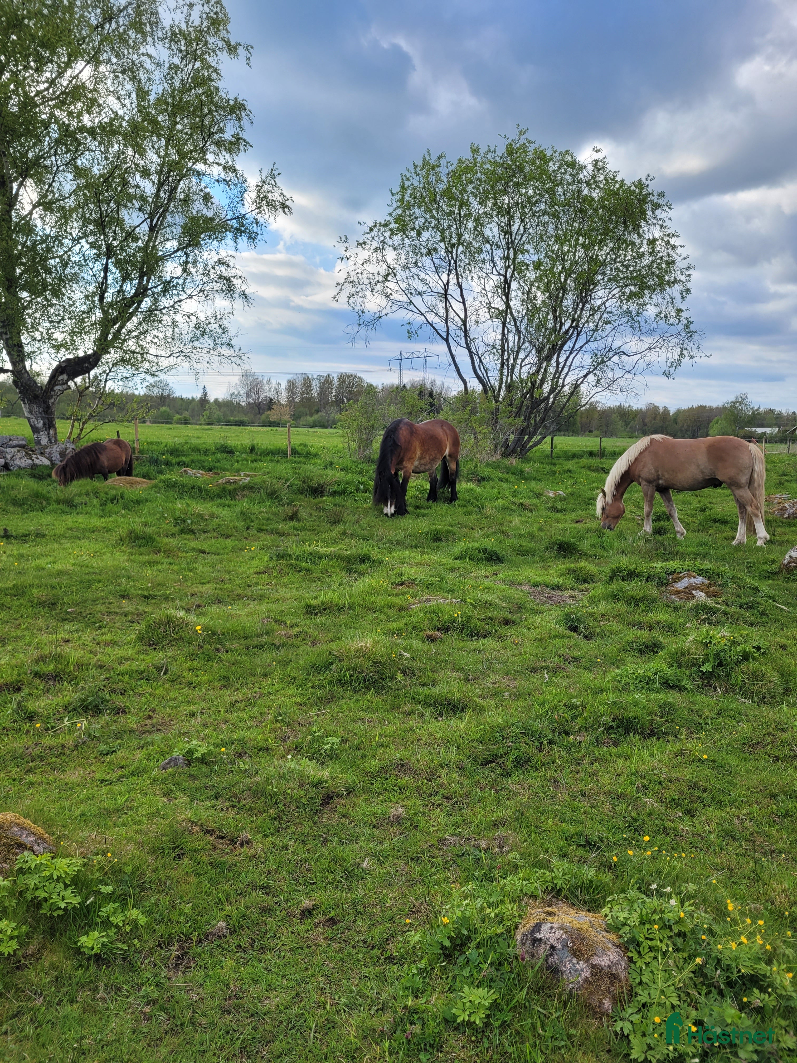  hästar Trygg, stabil kompis sökes!  i Tranås - Annons 19
