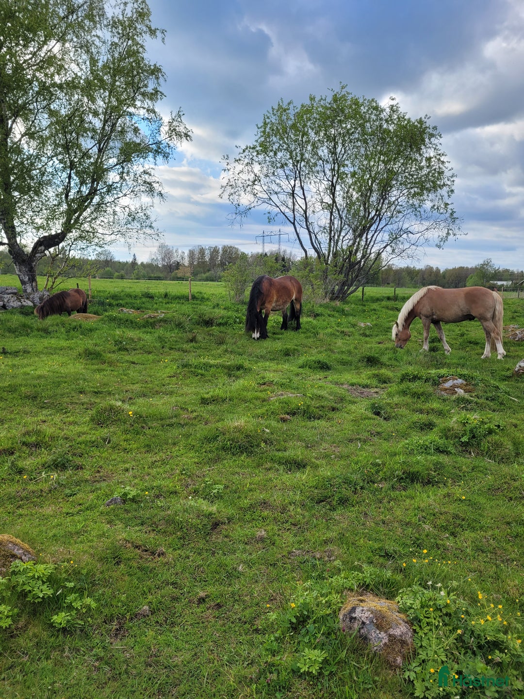 Allround hästar sökes: Trygg, stabil kompis sökes!  i Tranås - Annons 1