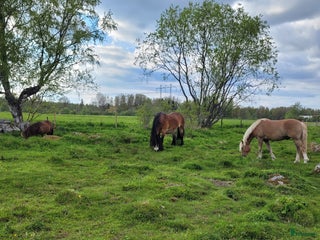 hästar Trygg, stabil kompis sökes! i Tranås - Annons 14