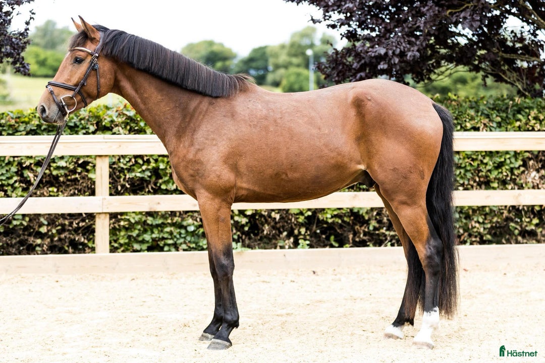 Hoppning hästar till salu: 3y by Harley VDL i Værløse - Annons 2