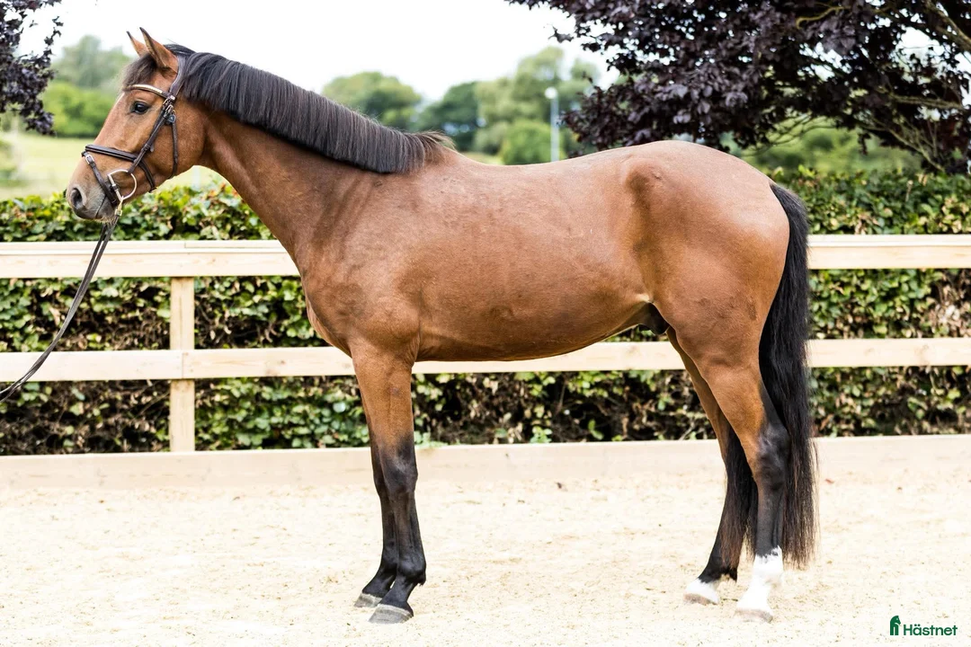 Hoppning hästar till salu: 3y by Harley VDL i Værløse - Annons 2